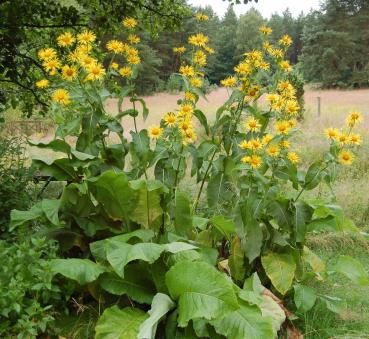Inula helenium | Echter Alant